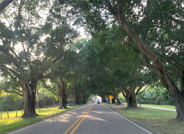 Privacy-focused estate landscaping and luxury landscape design and build in Hobe Sound FL