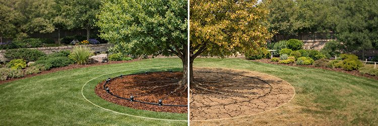 Side-by-side comparison of a healthy drip-irrigated tree with moist mulched soil versus a water-stressed tree with cracked, dry ground
