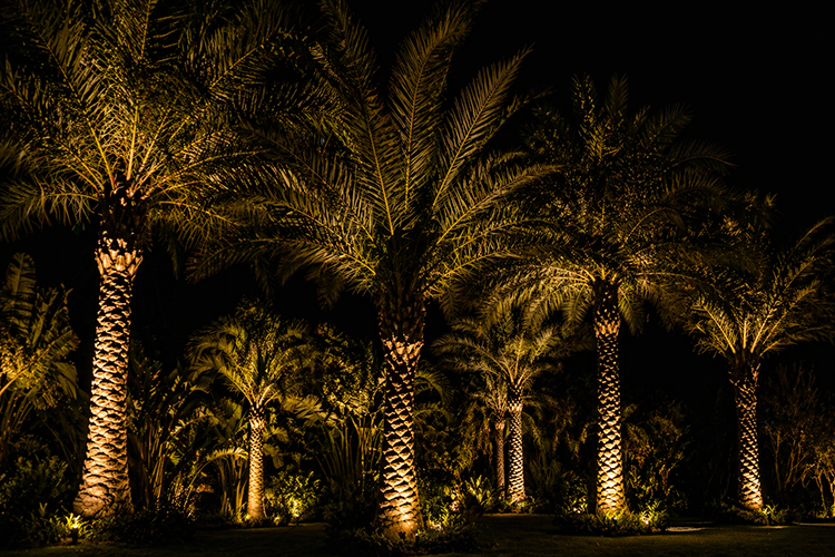 Ground-mounted uplights dramatically illuminate towering palm trees at night, showcasing how strategic flood lighting creates bold visual impact in a backyard landscape