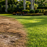 Dead Spots in Lawn: Causes, Warning Signs, and How to Fix Them for Good