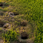 Why Does My Lawn Have Holes in It: Causes, Warning Signs, and Solutions for Palm City Homeowners