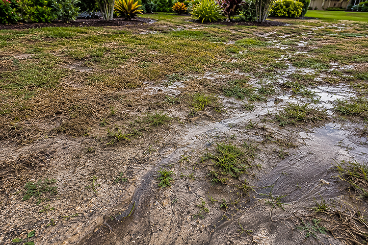 A severely damaged Florida lawn with standing water, bare soil patches, and sparse dying grass, showing clear warning signs that a full lawn renovation is needed