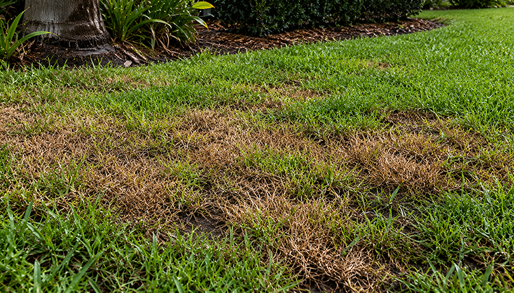 Close-up of irregular brown dead spots spreading across a green Florida lawn near a palm tree, showing early signs of lawn disease or pest damage