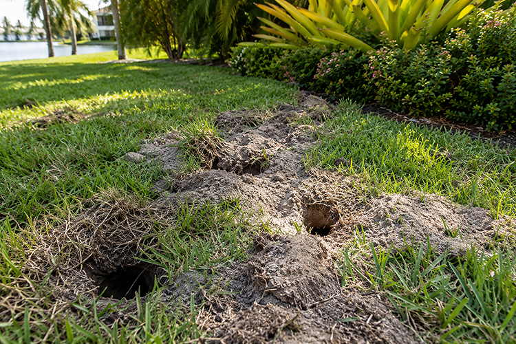 Florida lawn with multiple deep holes and torn-up soil trails caused by burrowing pests or animals, a common lawn damage issue in Palm City