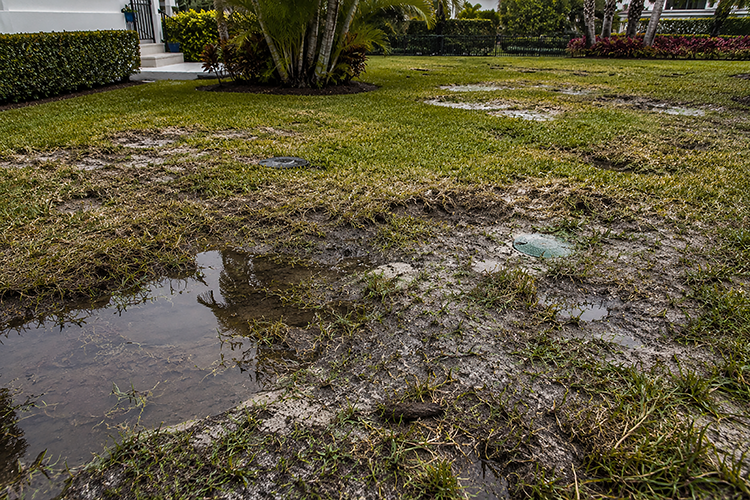 Waterlogged Palm City lawn with standing puddles, patchy grass, and sunken soil, showing warning signs of serious lawn damage that homeowners should not ignore