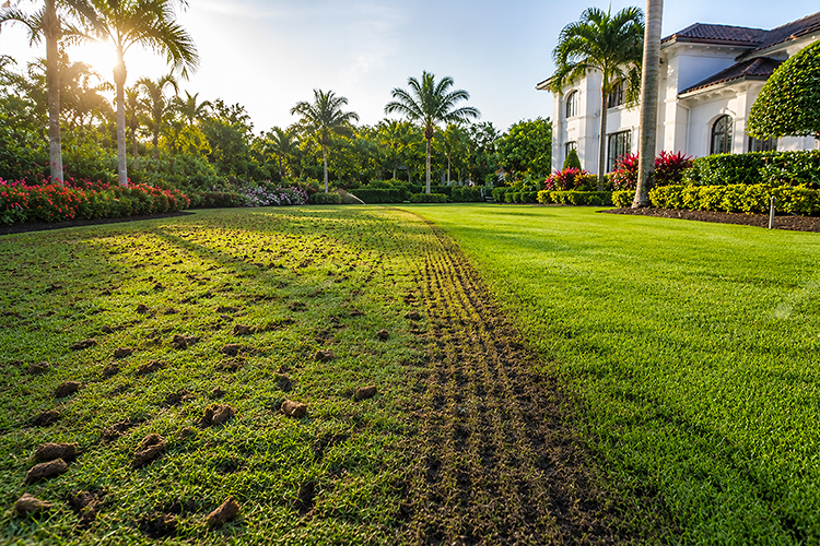 A Florida estate lawn showing fresh aeration cores and uneven turf alongside a healthy green section, illustrating soil compaction as a leading cause of lawn decline